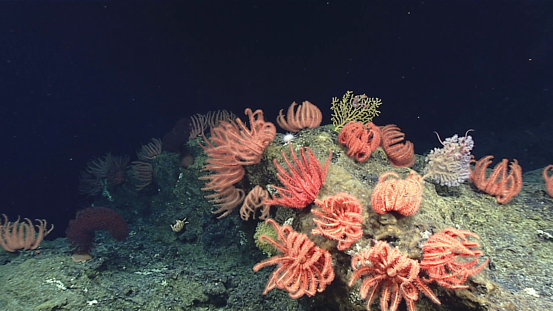 Vibrant Coral Sanctuary