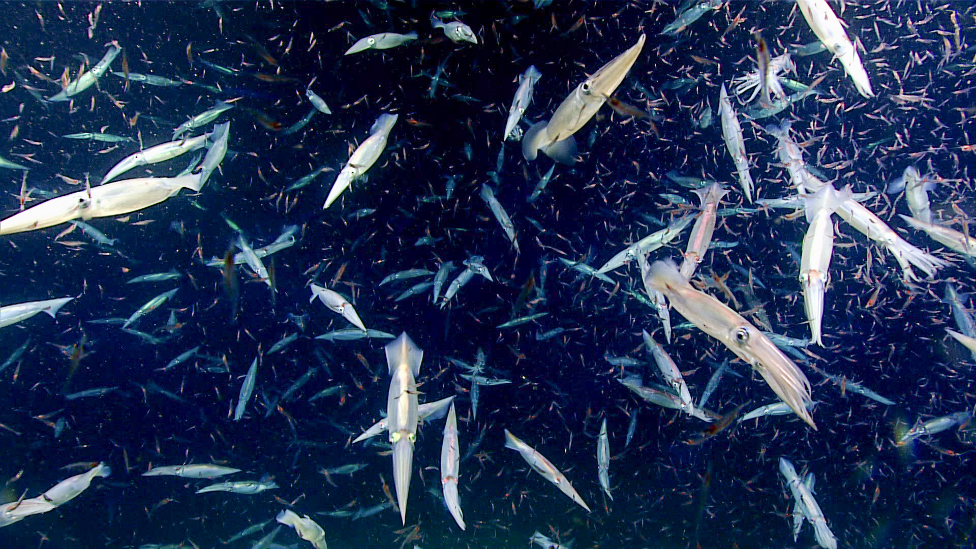 Vibrant Reef Serenity