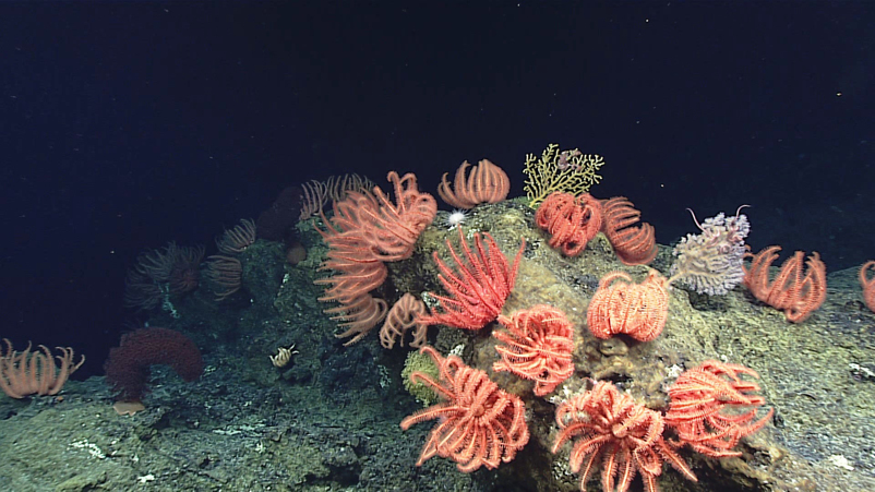 Vibrant Coral Sanctuary