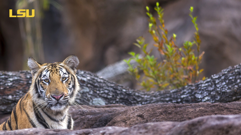 Sunlit Jungle Tiger
