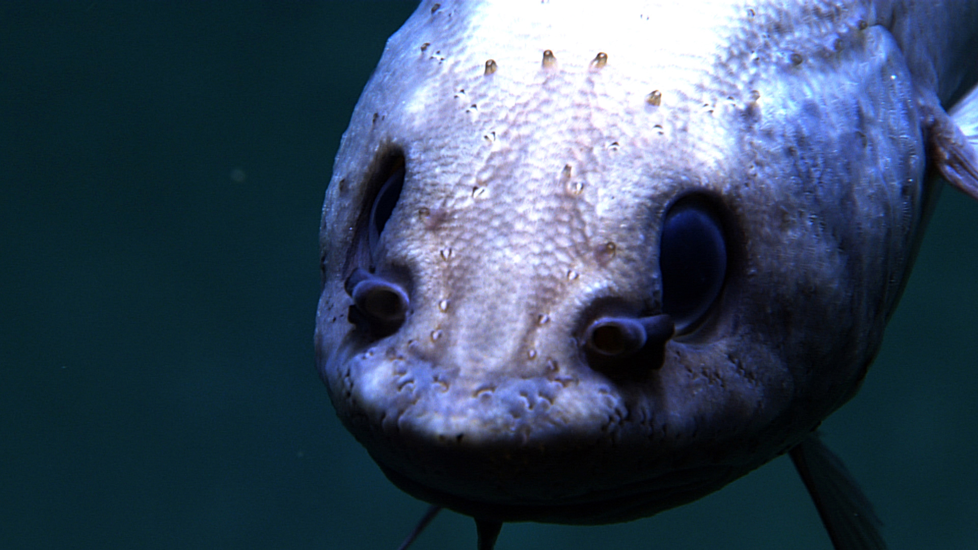 Tranquil Underwater Encounter