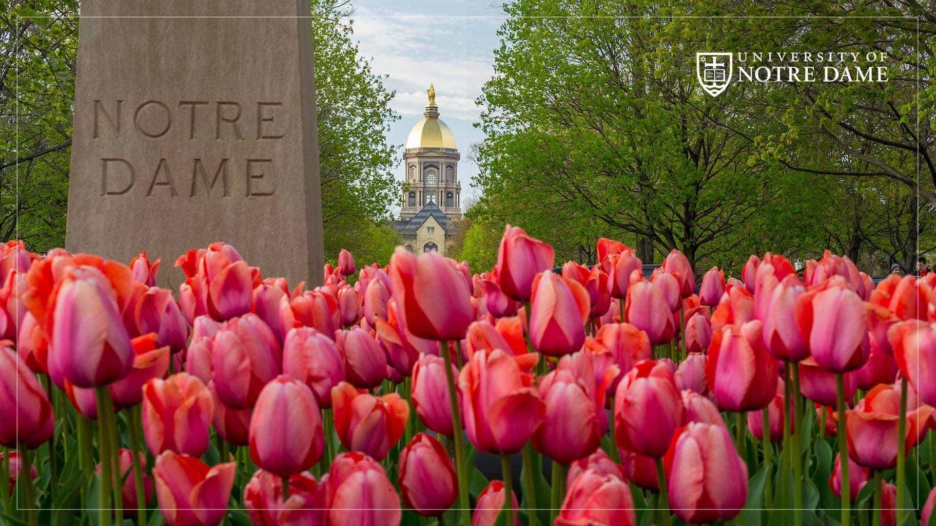 Tulip Monument at Notre Dame